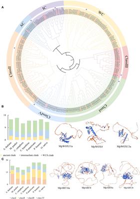Genome mining of WOX-ARF gene linkage in Machilus pauhoi underpinned cambial activity associated with IAA induction